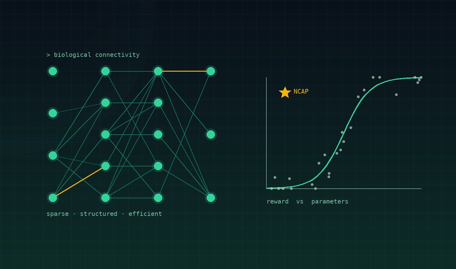sparse structured neural network with an optimal connection highlighted, next to a reward-versus-parameters scaling curve marking NCAP